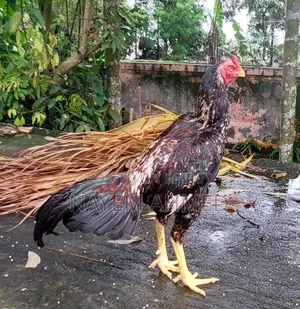 Fighter Aseel Chicken
