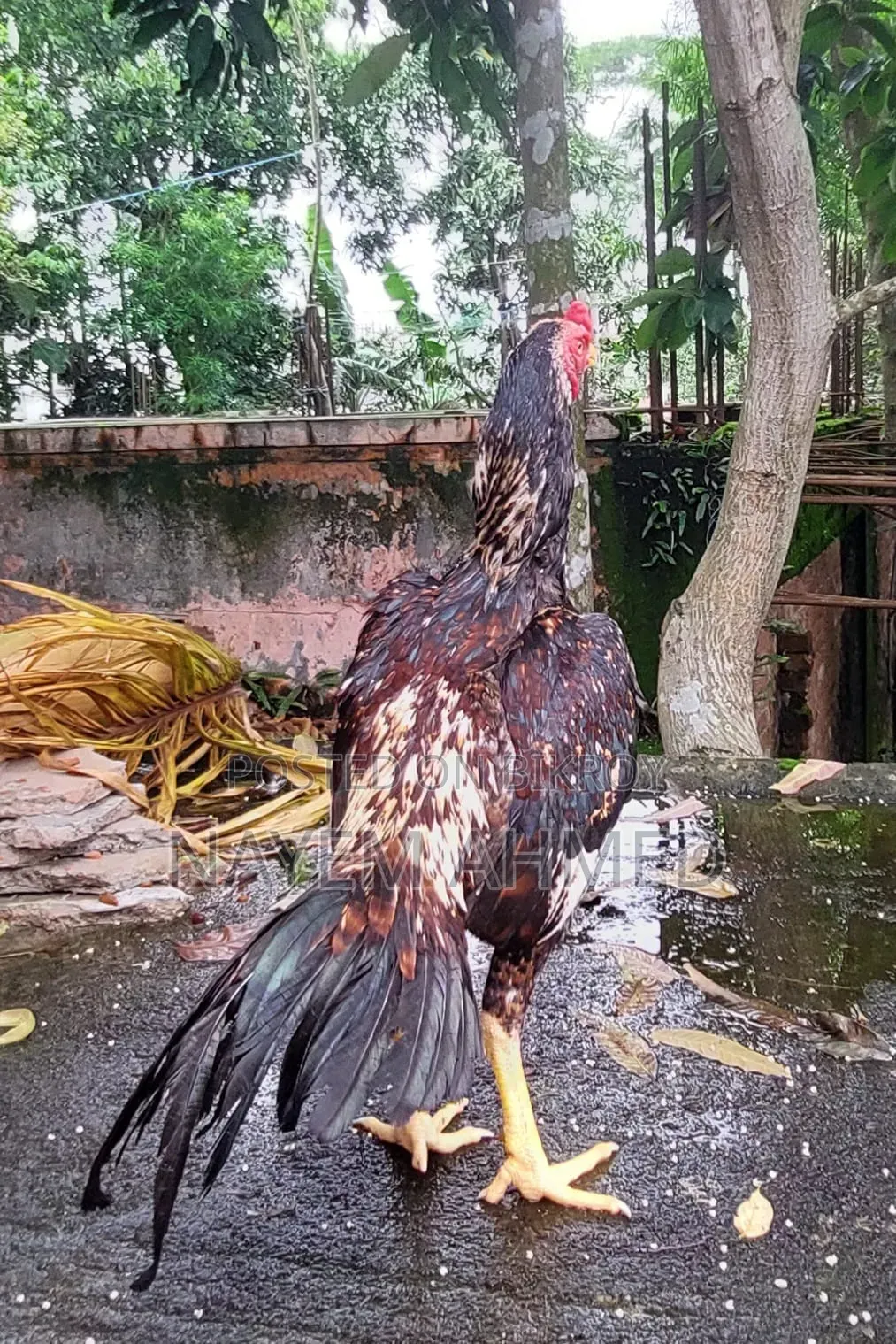 Fighter Aseel Chicken