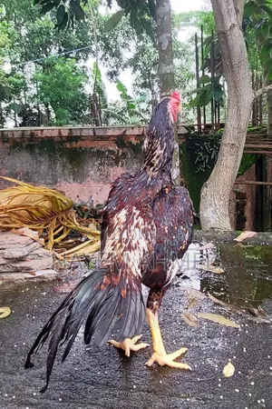 Fighter Aseel Chicken