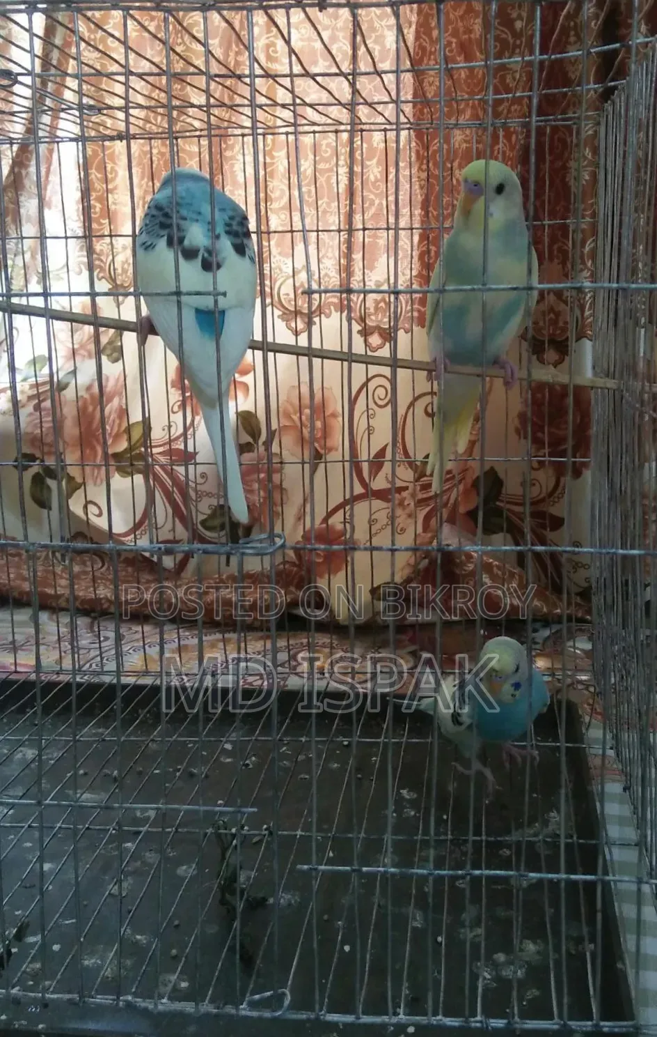 বাজিগার পাখি বিক্রয় - ৩টি | ২+ মাস বয়সী | সুস্থ ও সক্রিয়