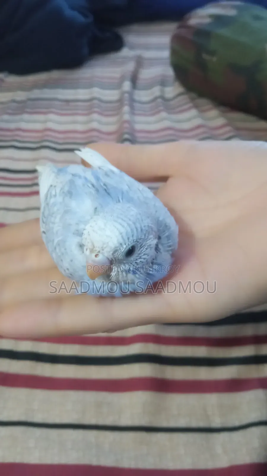 বাজরিকা বেবি