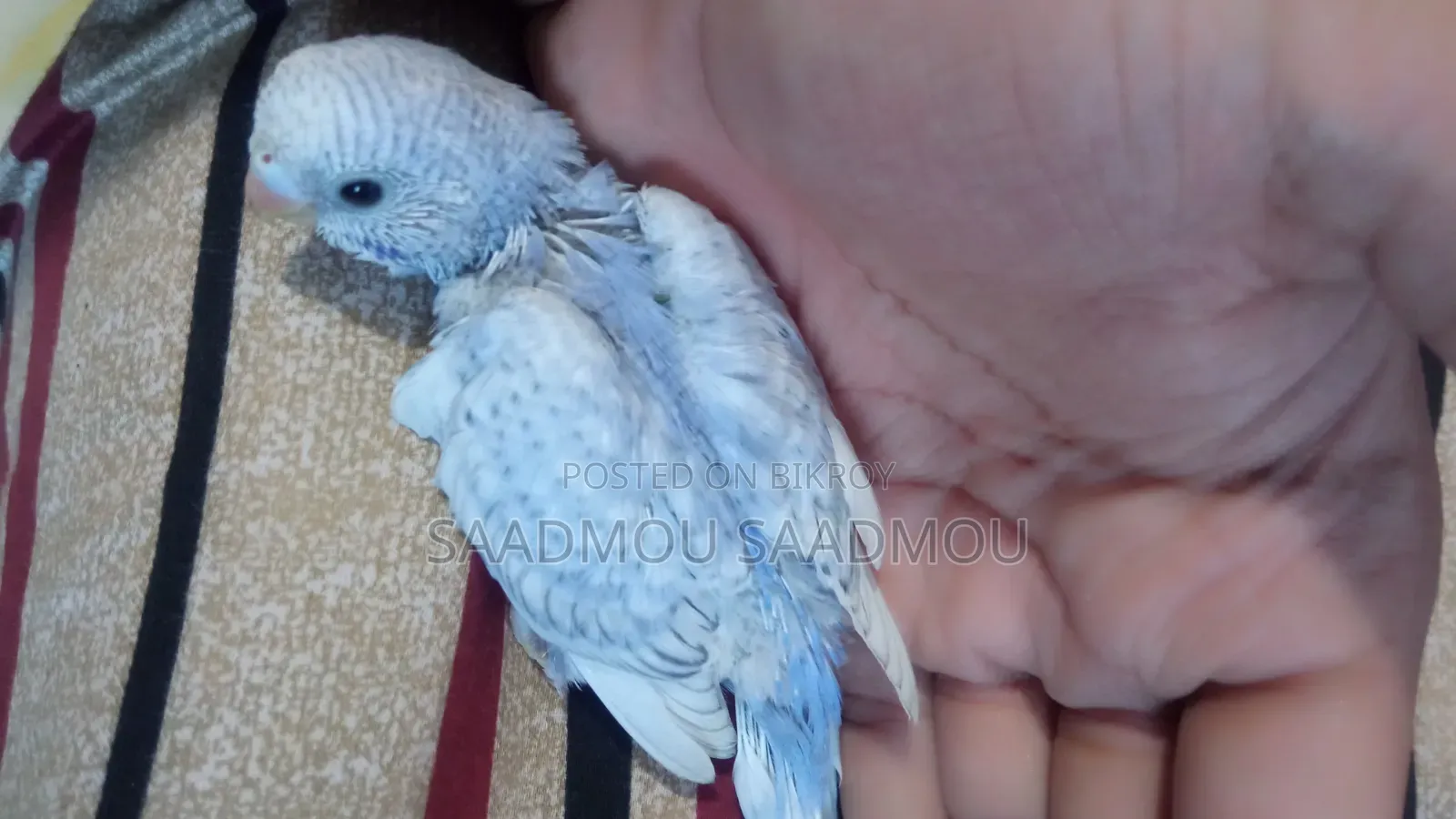 বাজরিকা বেবি