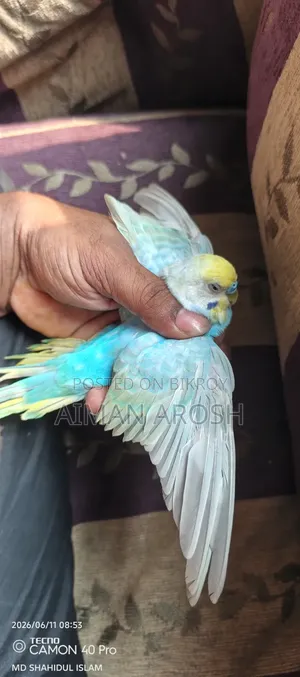 বাজরিগার রানিং