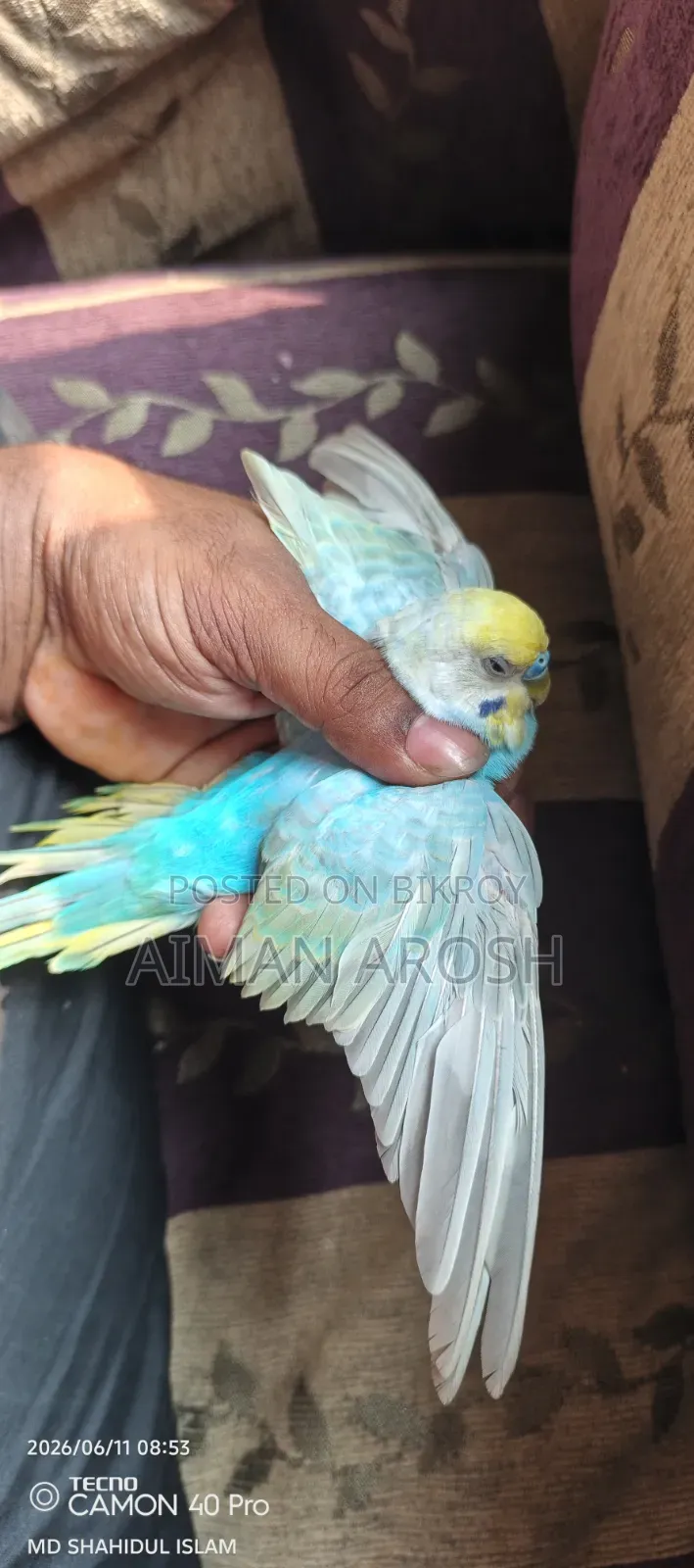 বাজরিগার রানিং