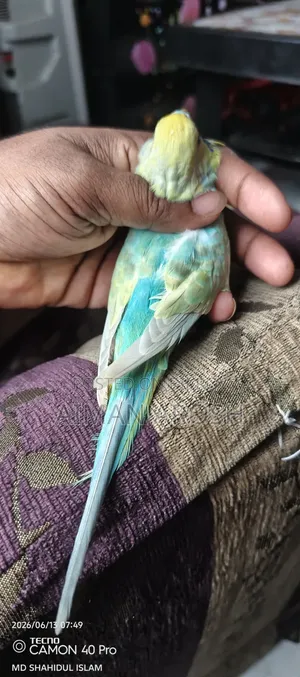 বাজরিগার রানিং