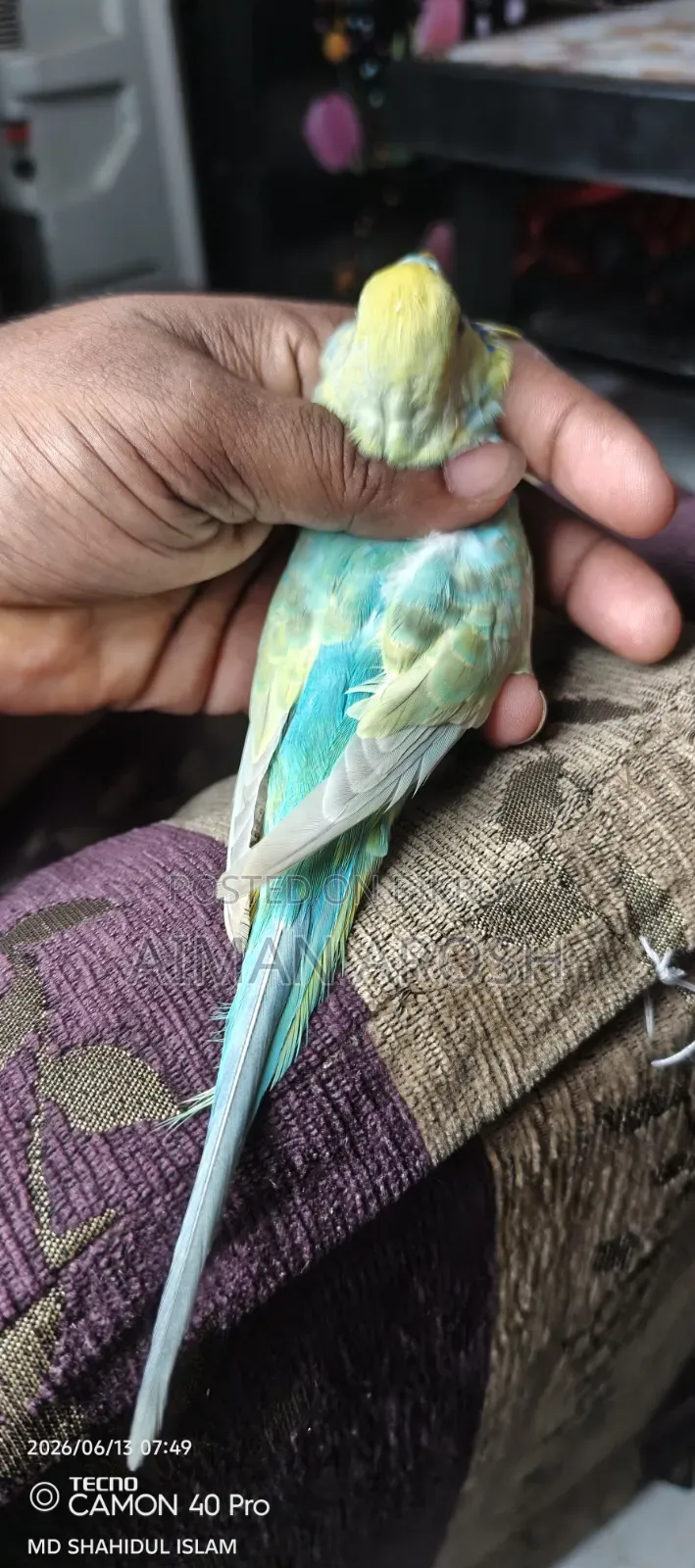 বাজরিগার রানিং