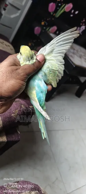 বাজরিগার রানিং