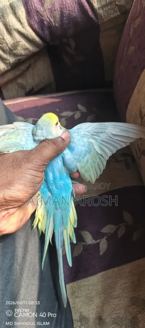 বাজরিগার রানিং