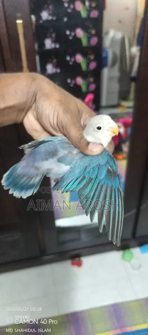 বাজরিগার রানিং