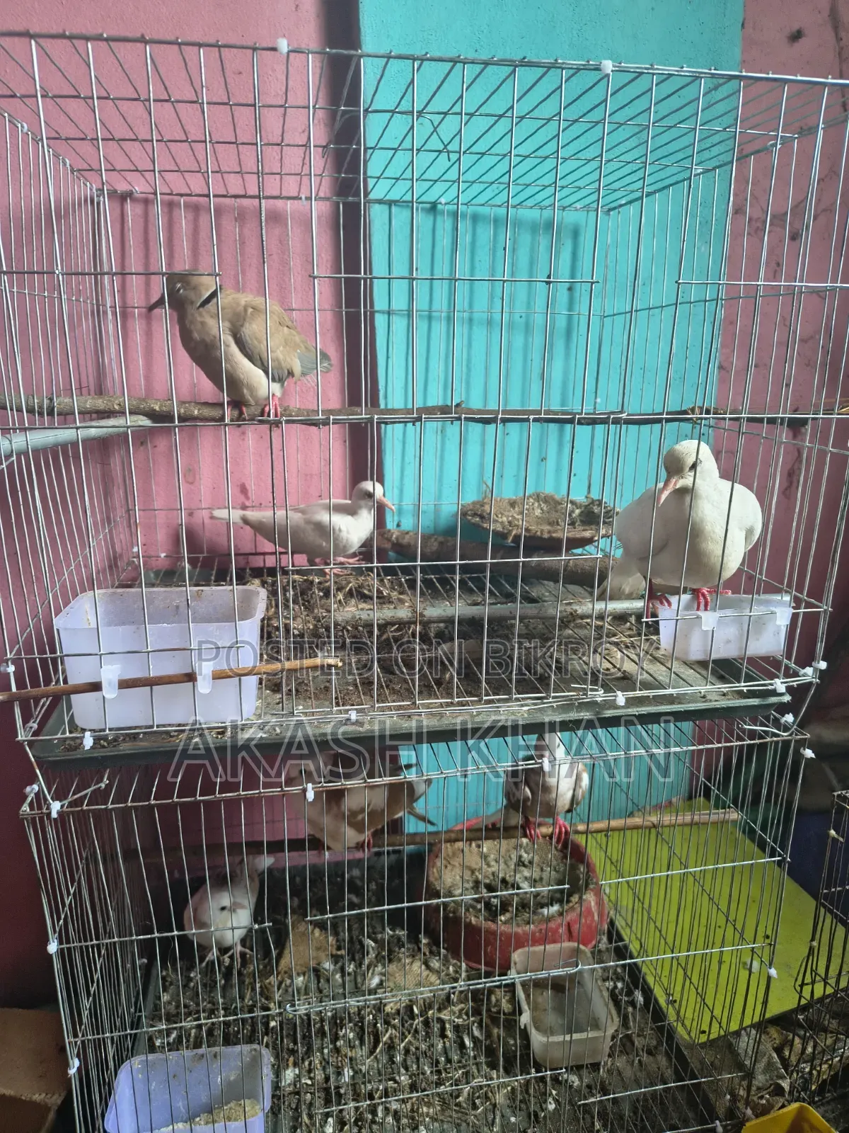 Australian Dove