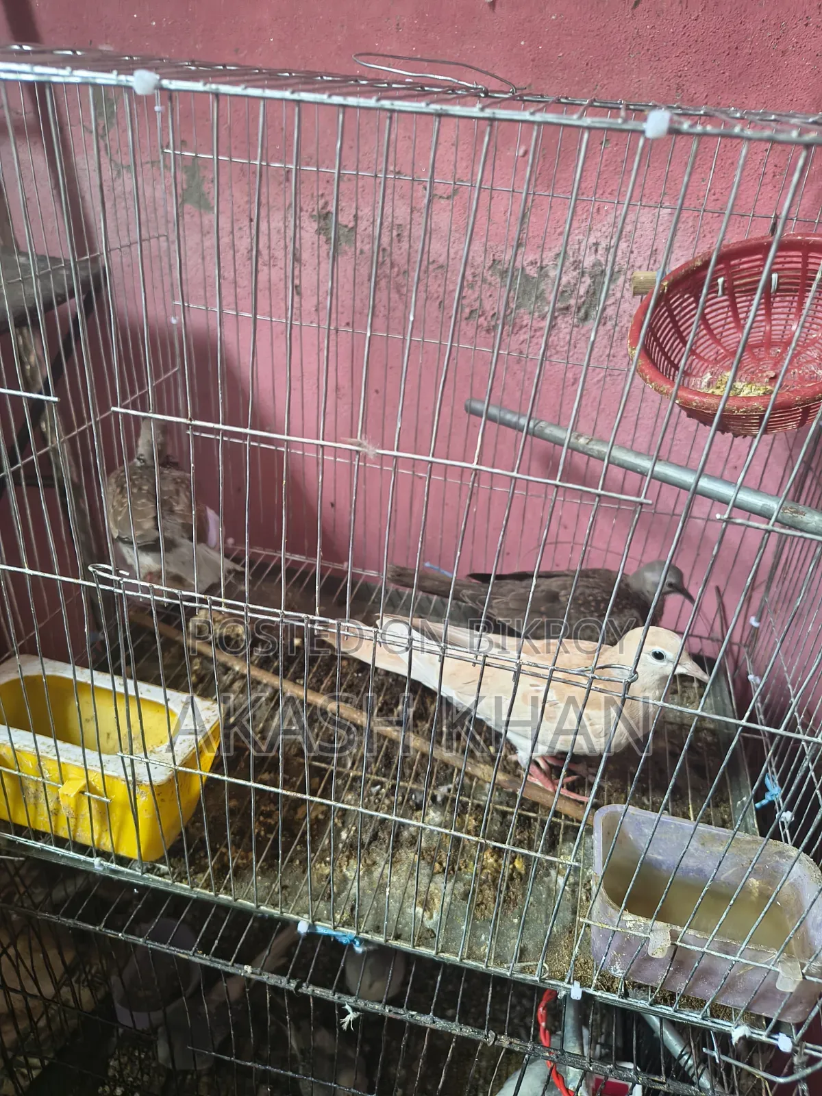 Australian Dove