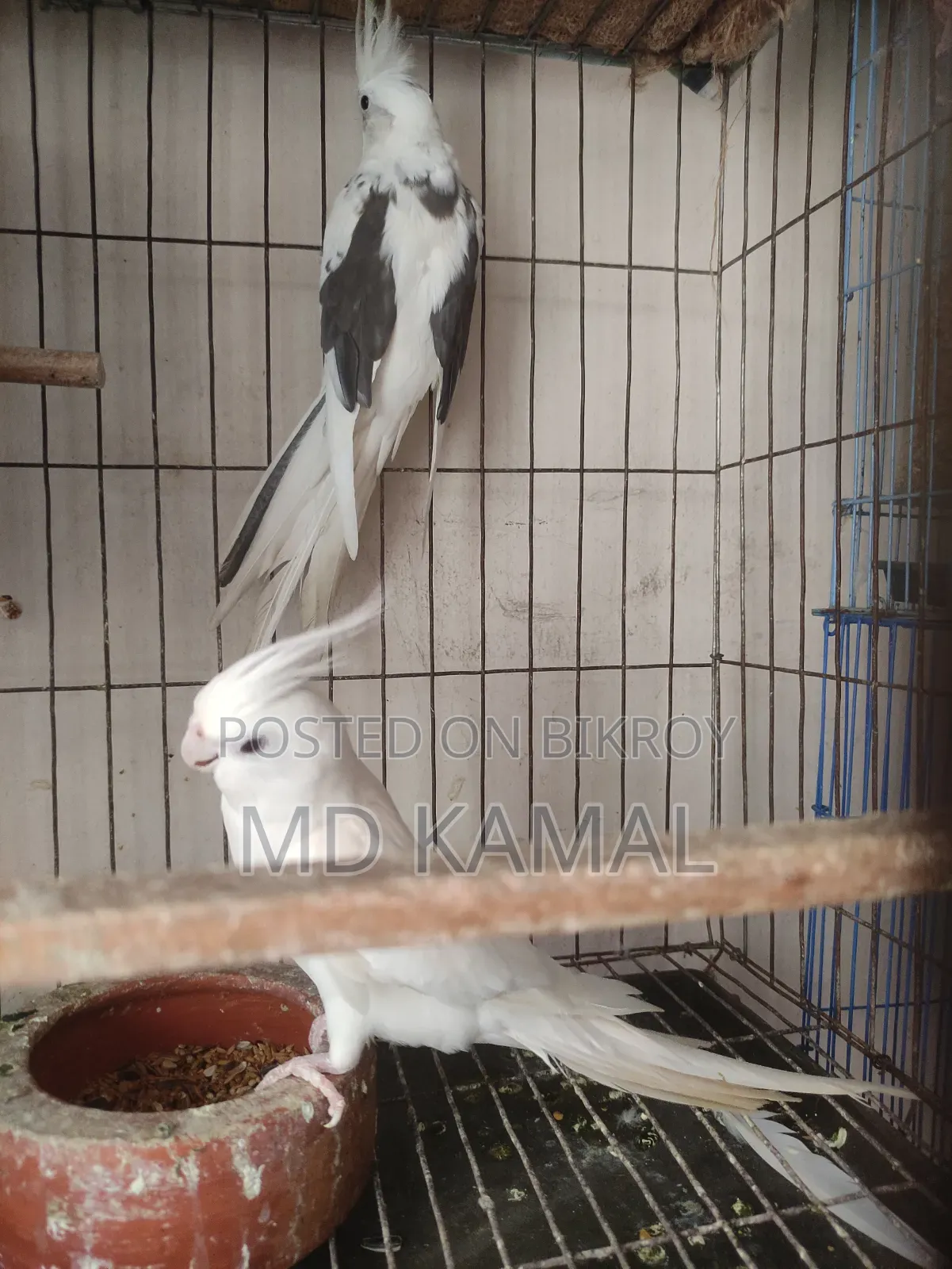 ককাটেল বড় সাইজ