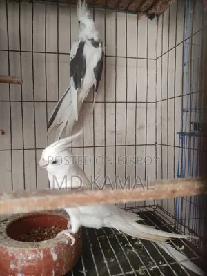 ককাটেল বড় সাইজ