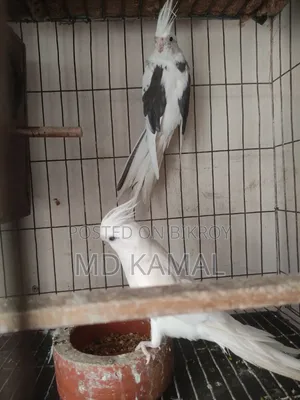 ককাটেল বড় সাইজ
