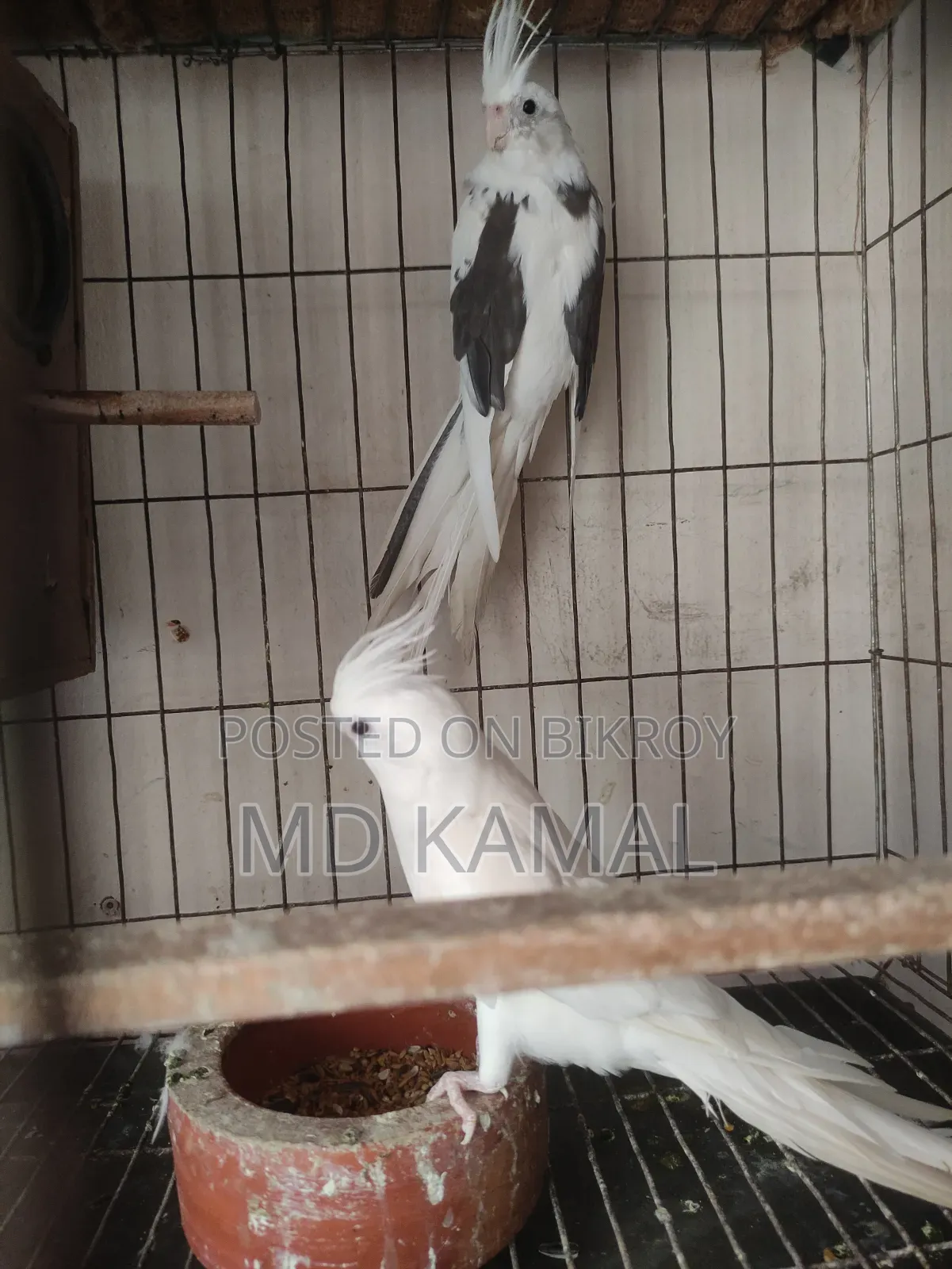ককাটেল বড় সাইজ