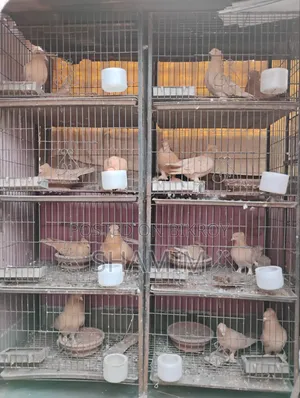 4 Pairs of Pigeons
