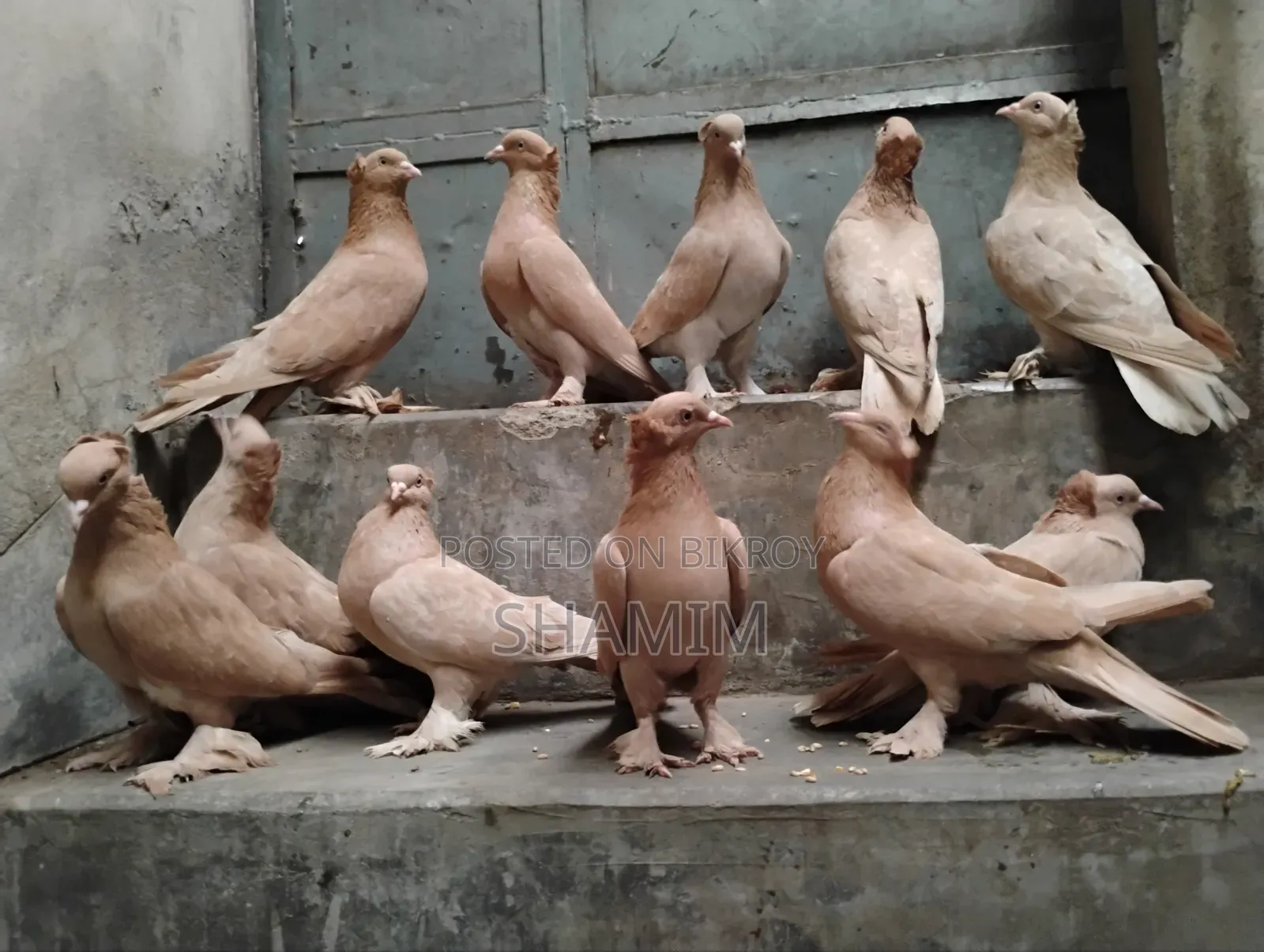 4 Pairs of Pigeons