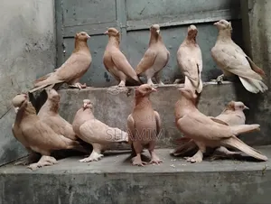 4 Pairs of Pigeons