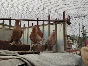 4 Pairs of Pigeons