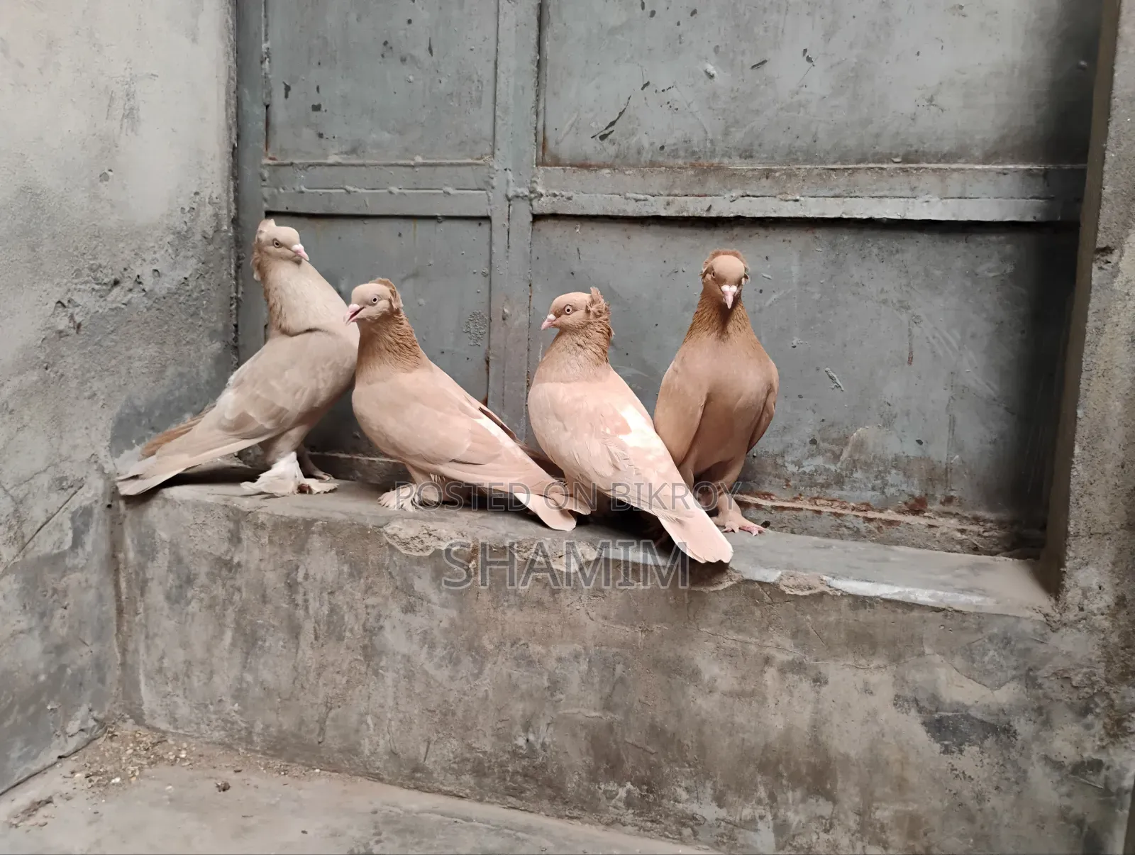 4 Pairs of Pigeons