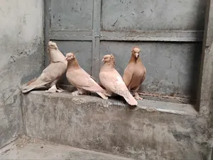 4 Pairs of Pigeons
