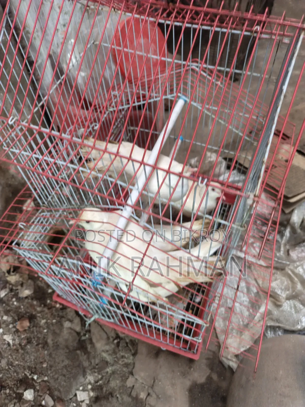 ৫ টি সাদা ঘুঘু