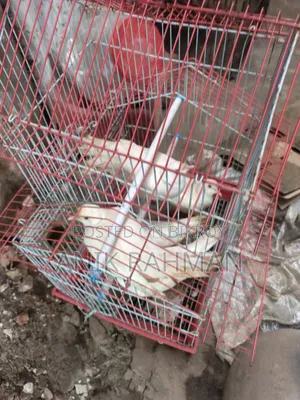 ৫ টি সাদা ঘুঘু
