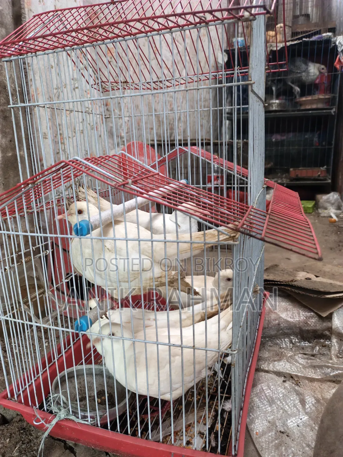 ৫ টি সাদা ঘুঘু