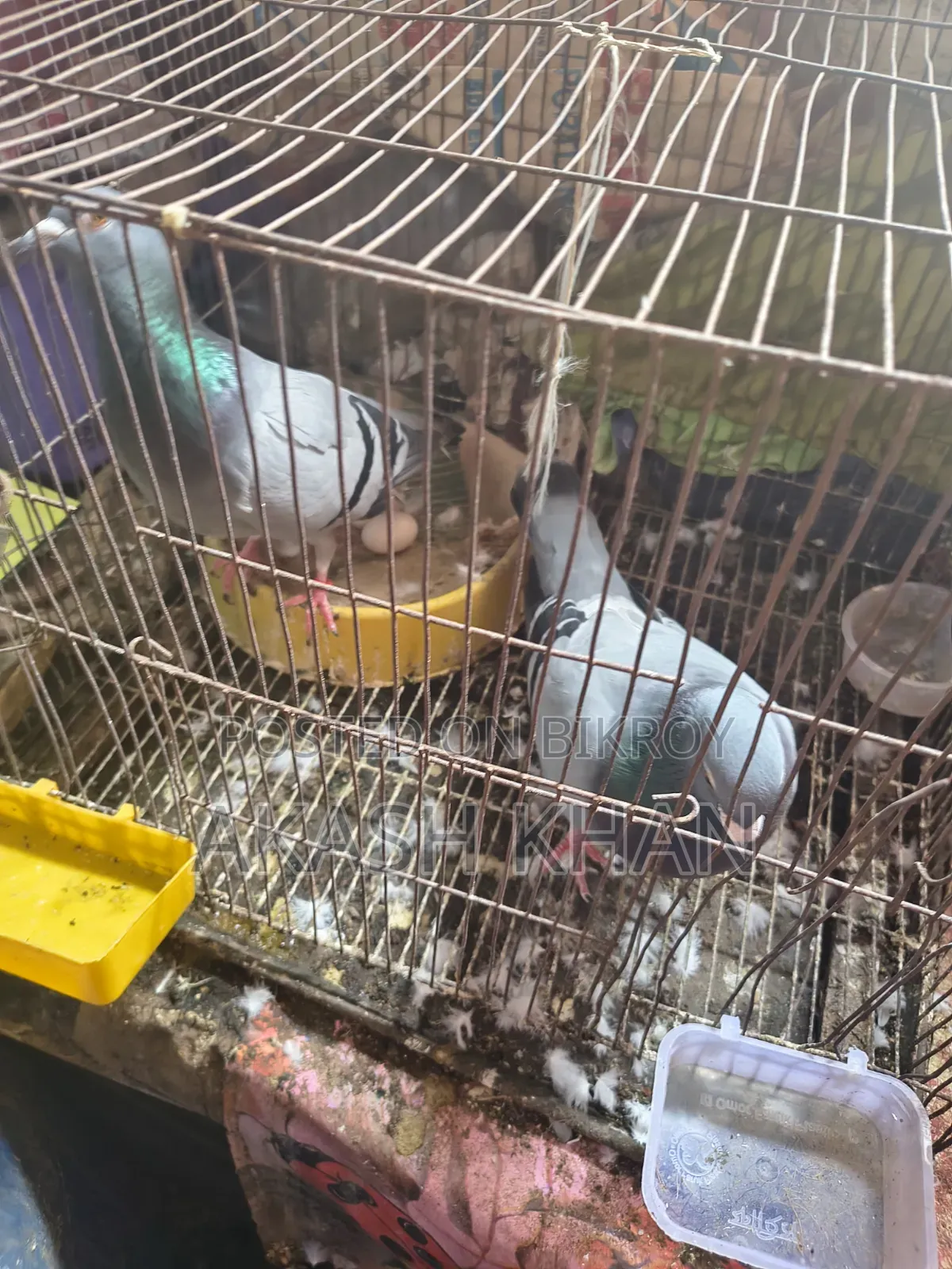 Racer Pigeon