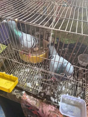 Racer Pigeon