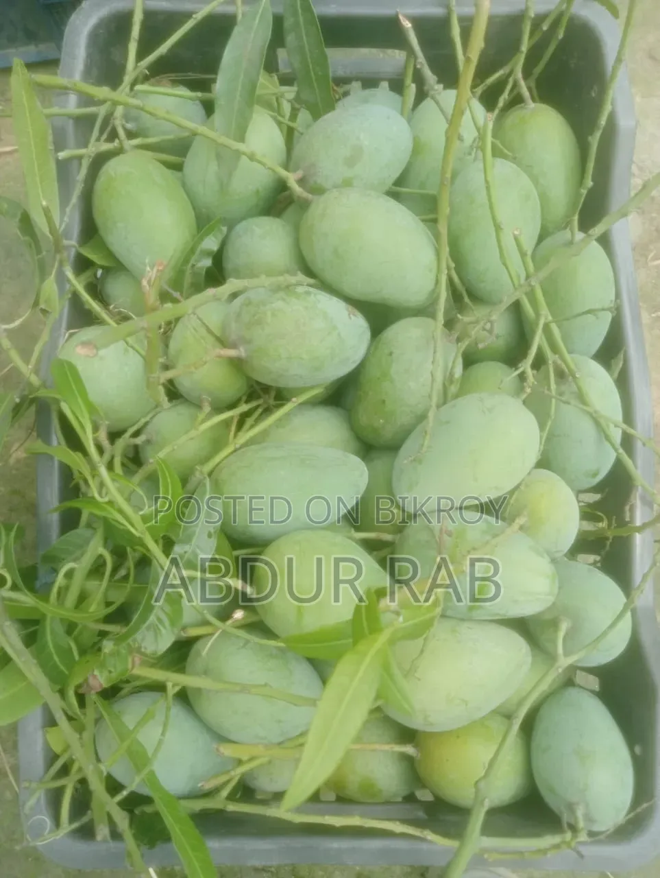 Famous Rupali Mangoes from Rajshahi