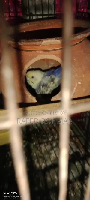 বাজিগার মাস্টার পেয়ার ৮টি ডিম সহ