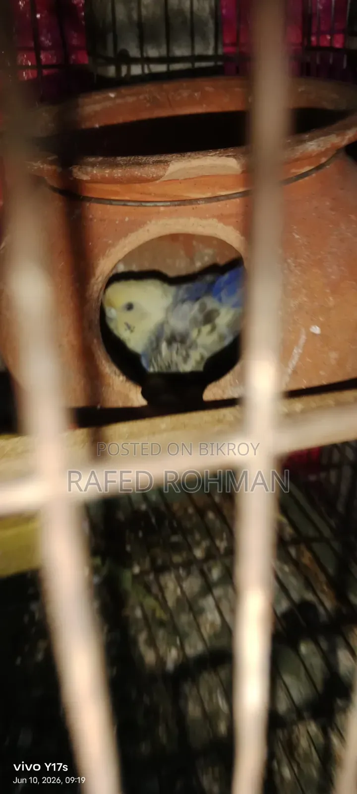 বাজিগার মাস্টার পেয়ার ৮টি ডিম সহ