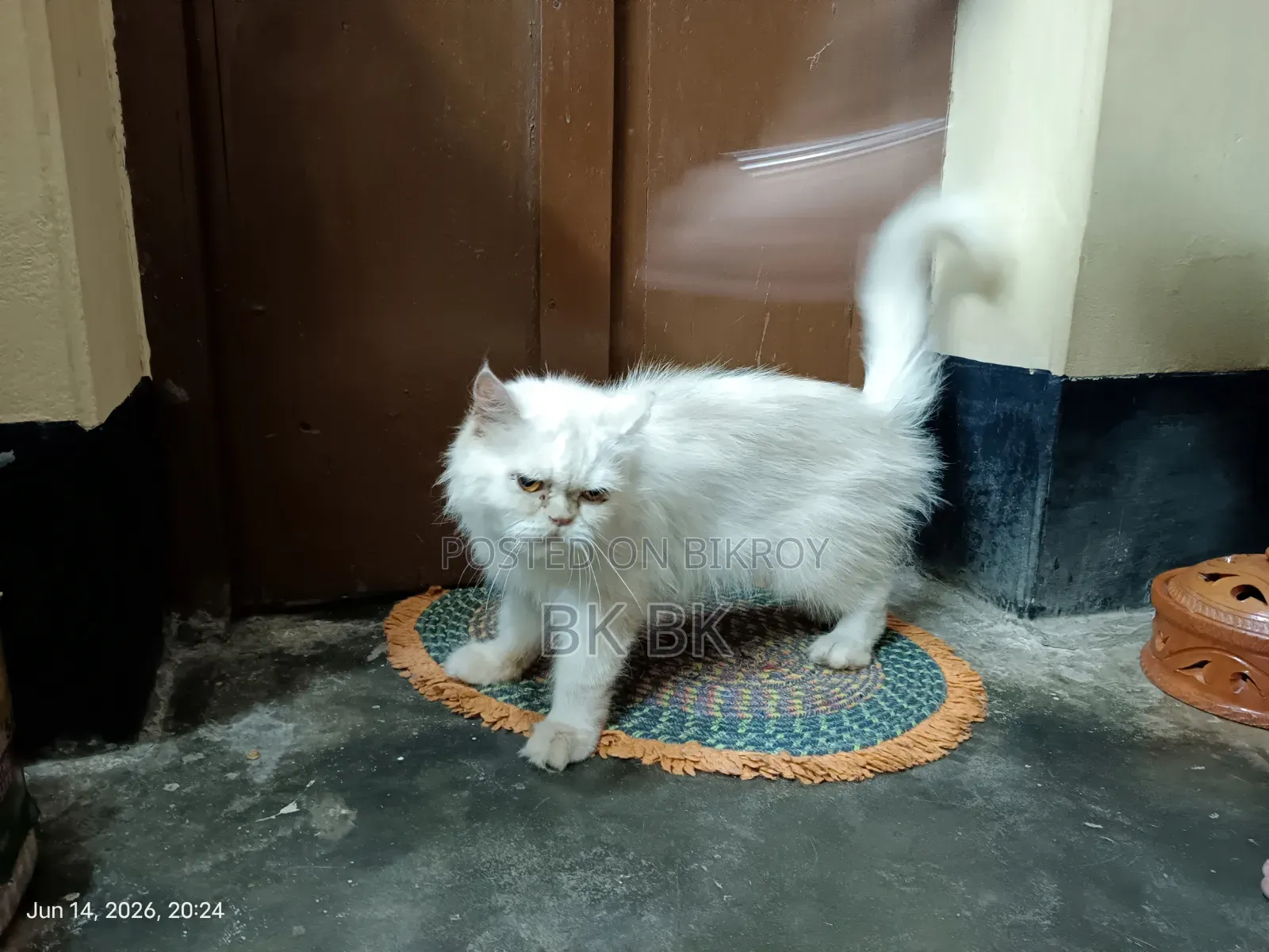 1+ year Female Purebred Persian