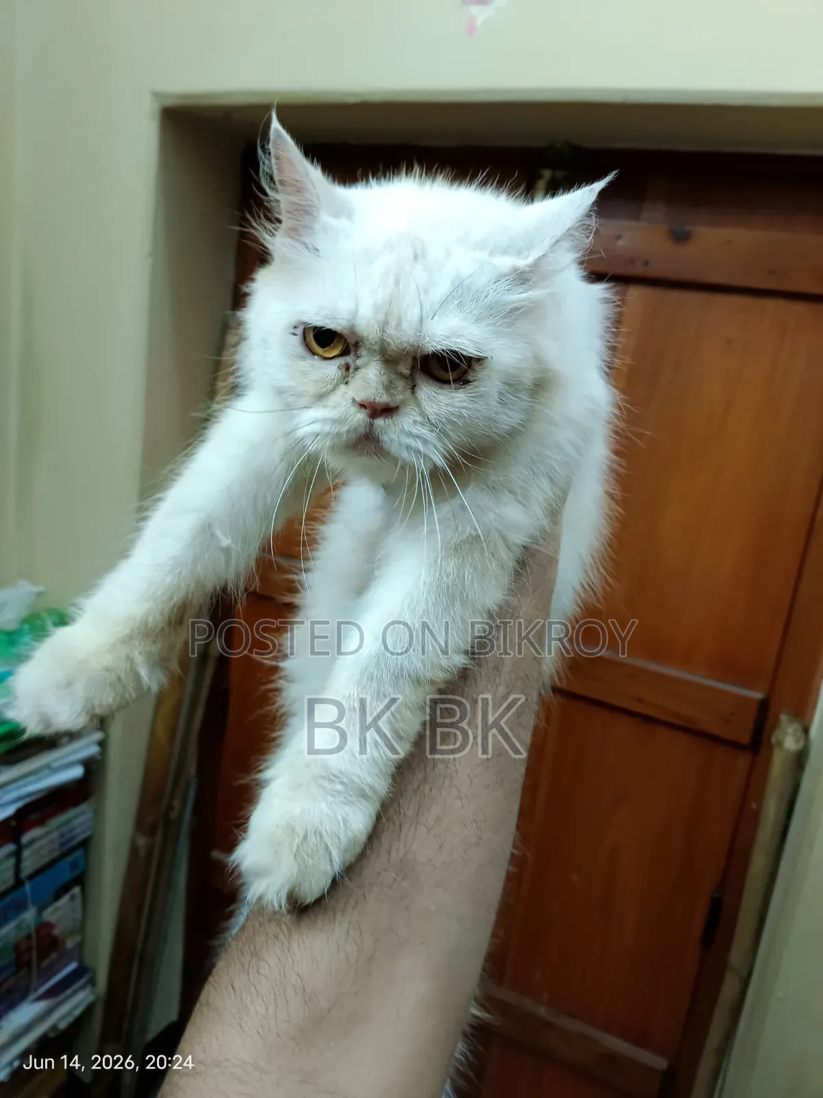 1+ year Female Purebred Persian