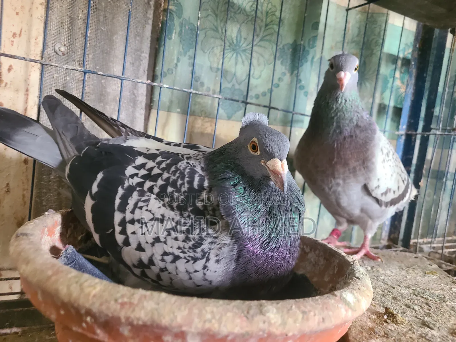 Chuithal Maksi Pigeon