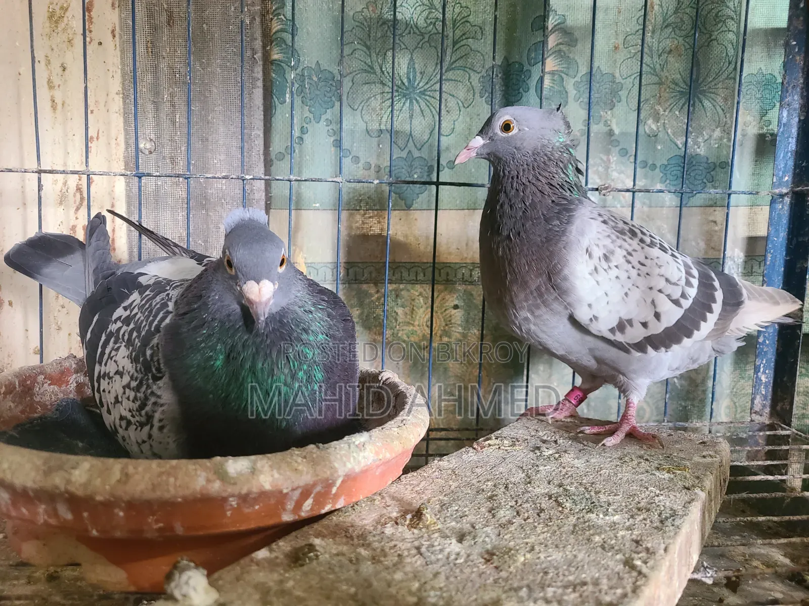 Chuithal Maksi Pigeon