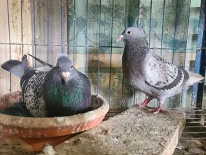 Chuithal Maksi Pigeon