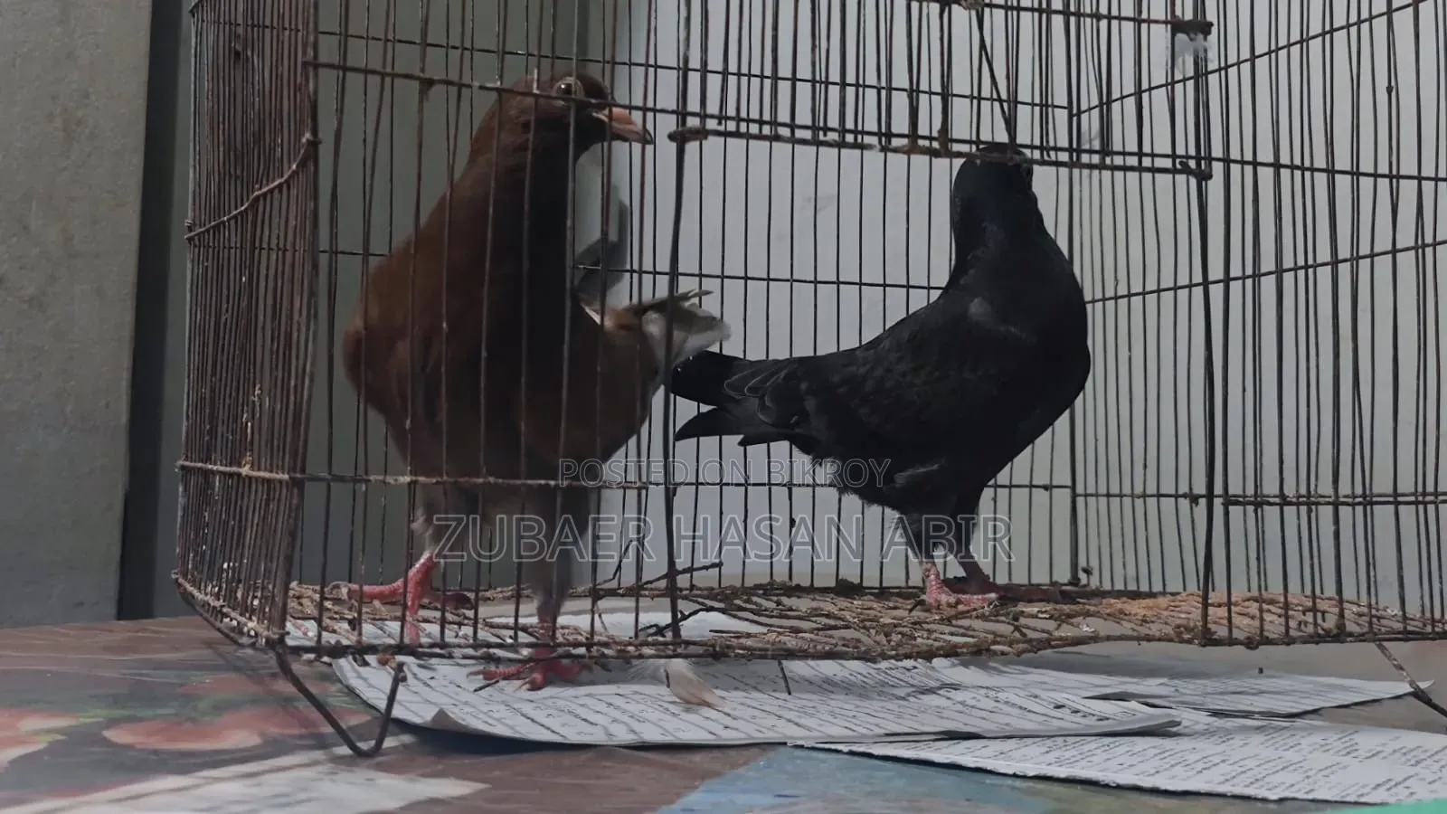 A pair of pigeons for sale.
