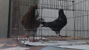 A pair of pigeons for sale.
