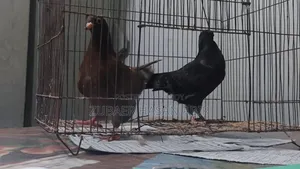 A pair of pigeons for sale.