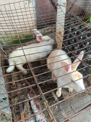 খরগোশ বিক্রি