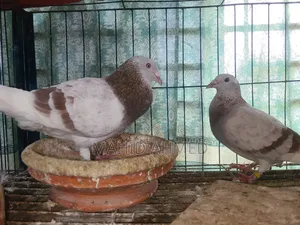 Pied Mily Pair