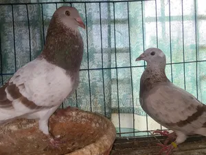 Pied Mily Pair