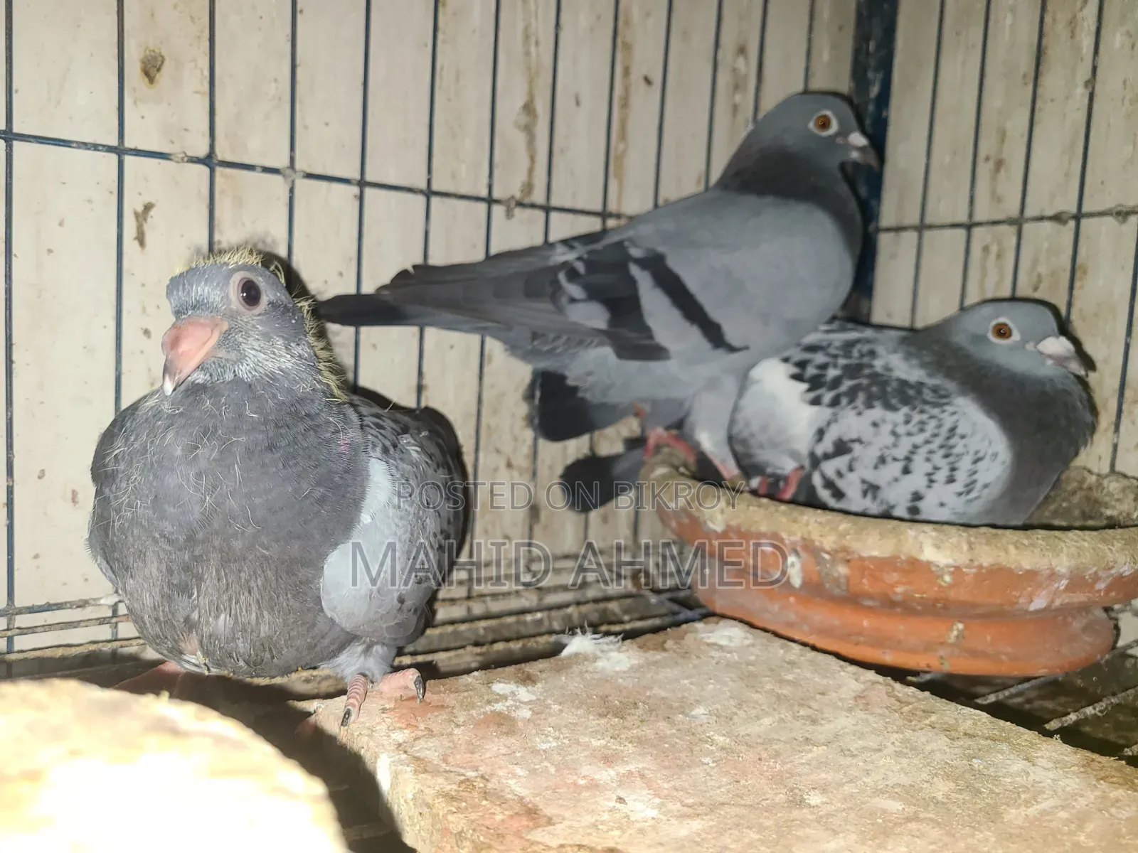 Maxi Vegetable Pair