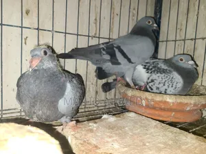 Maxi Vegetable Pair