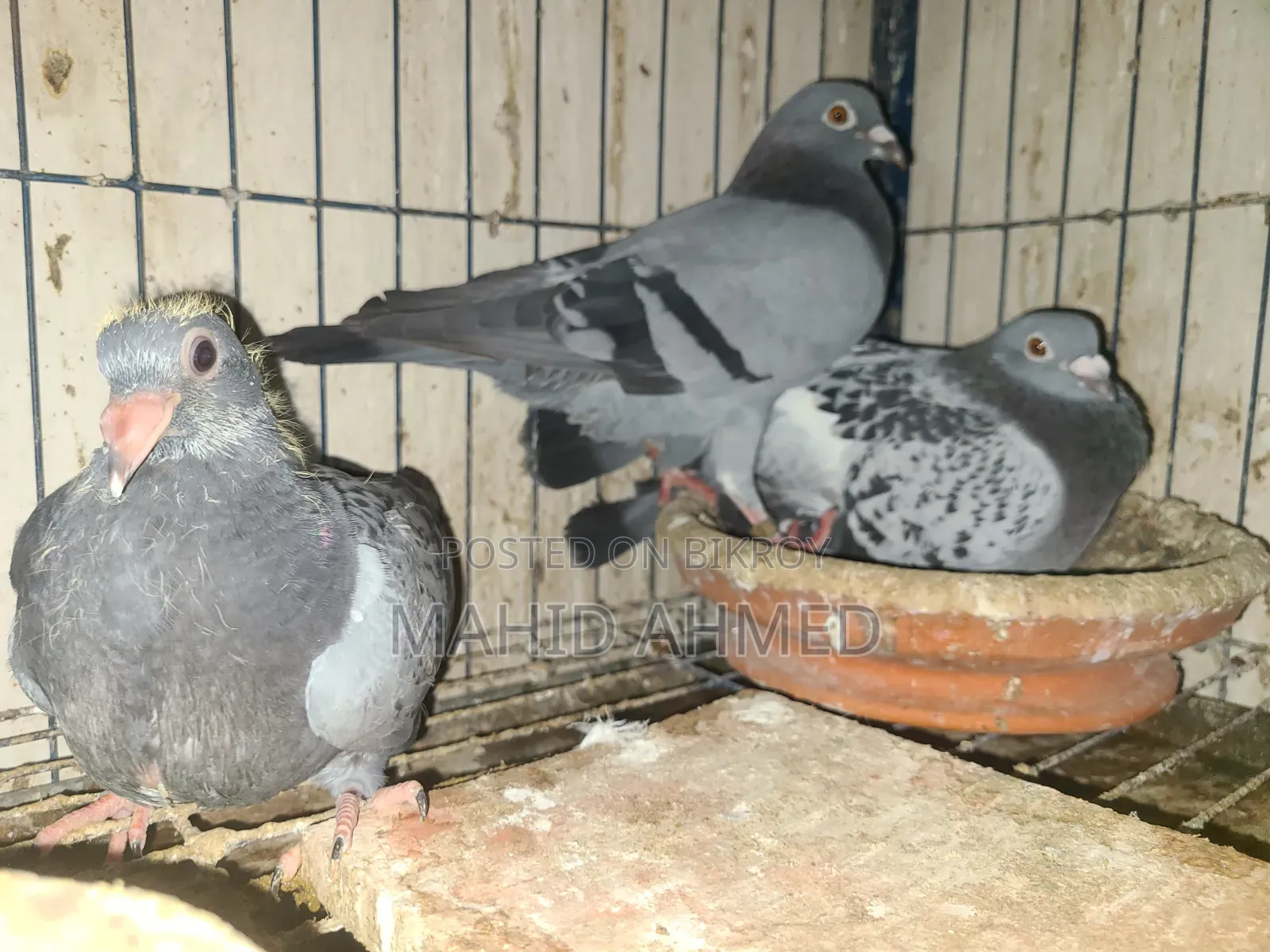 Maxi Vegetable Pair