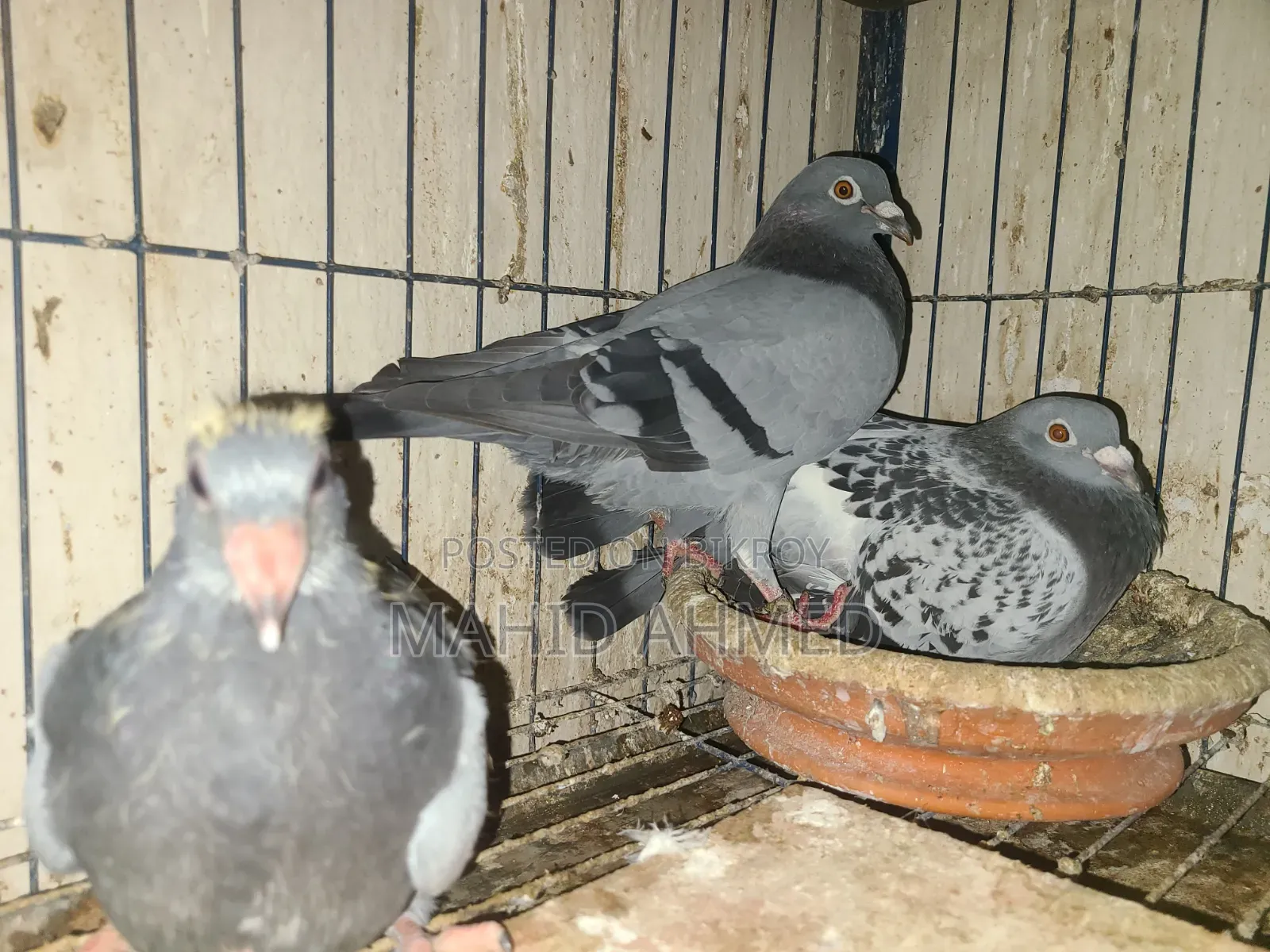 Maxi Vegetable Pair