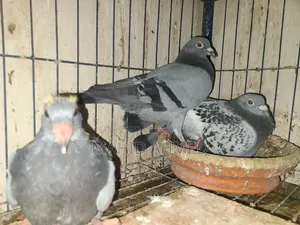 Maxi Vegetable Pair