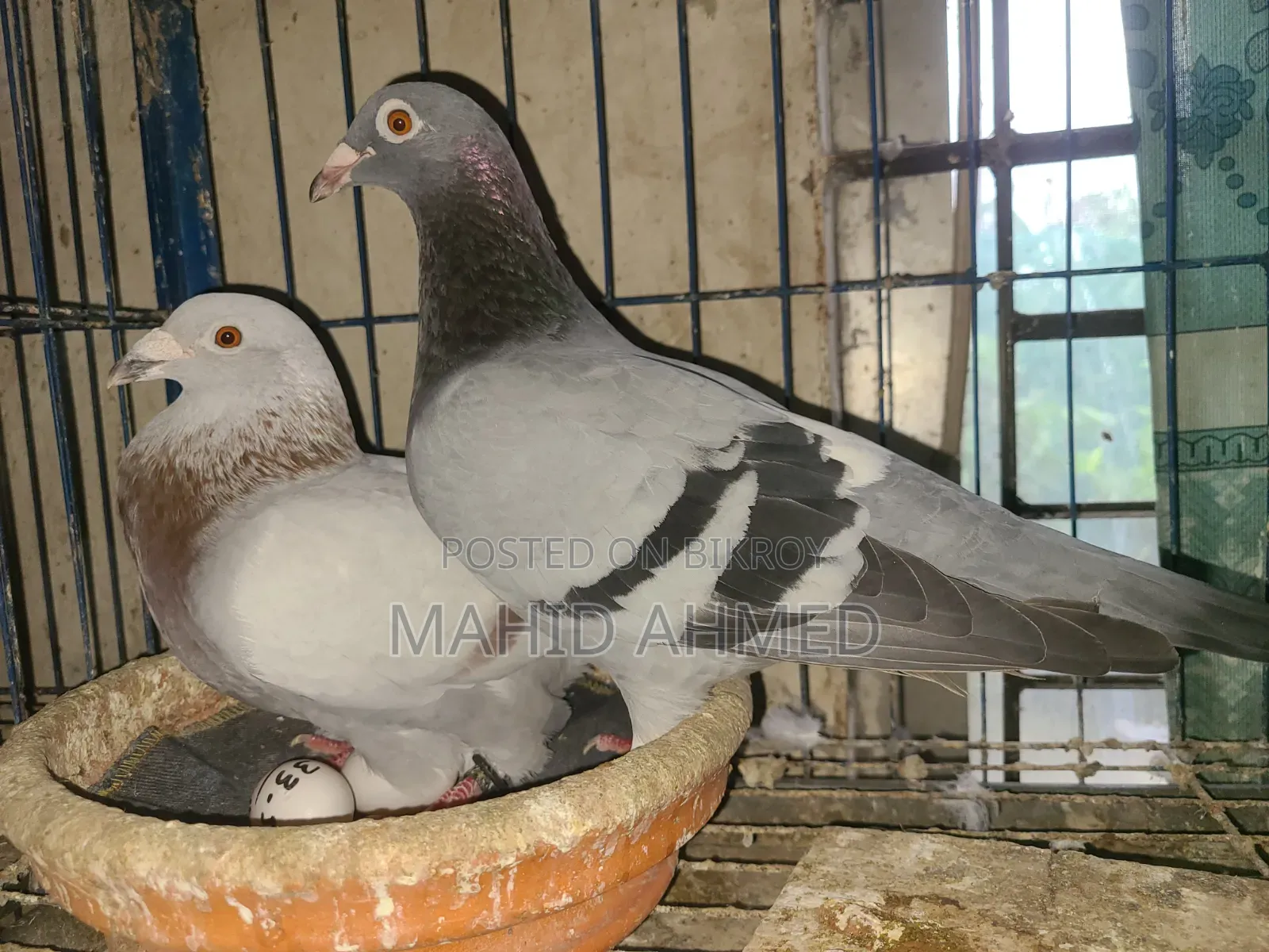 Mili + Sabji Pigeon
